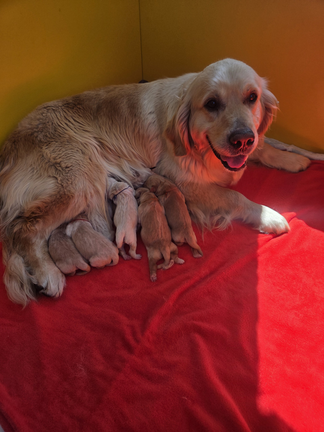Chiot Golden Retriever Spirit of moon