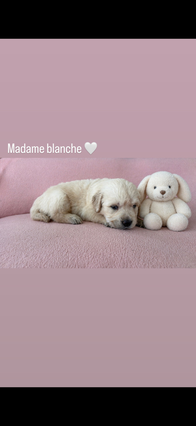 Spirit of moon - Chiots disponibles - Golden Retriever