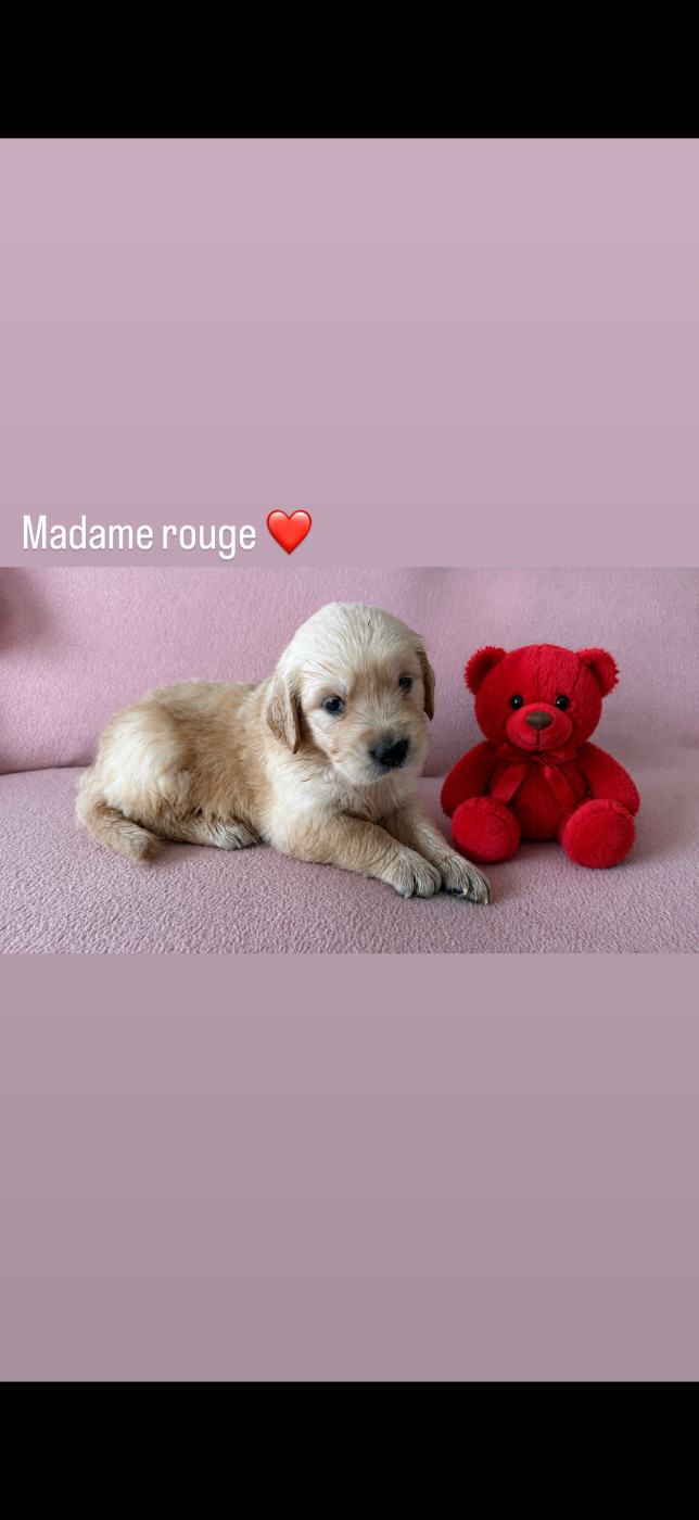 Spirit of moon - Chiots disponibles - Golden Retriever