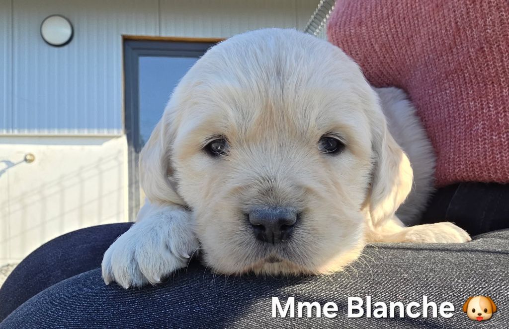 Spirit of moon - Chiots disponibles - Golden Retriever