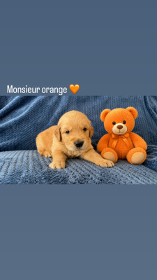 Chiot N°1
