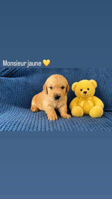 Chiot N°2