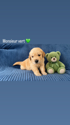 Chiot N°3