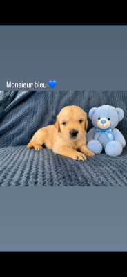 Chiot N°4
