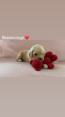 Chiot N°8