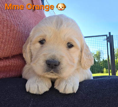 CHIOT 3