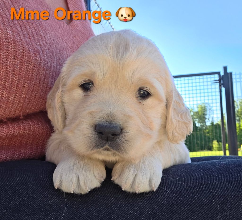 Spirit of moon - Chiots disponibles - Golden Retriever